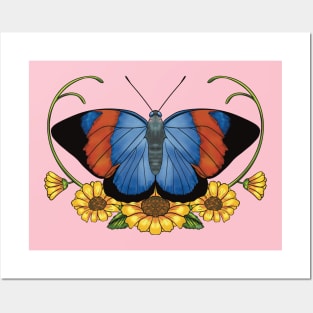 Agrias Butterfly Posters and Art